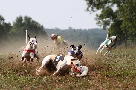 Racing whippets