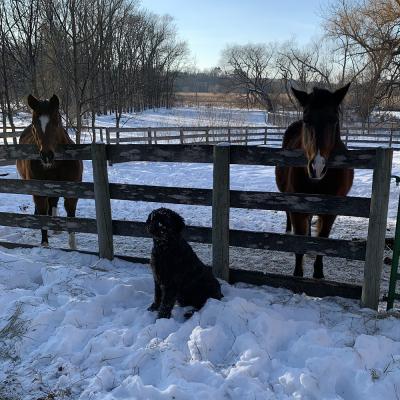 Lori Meehan&#039;s horses Maia and Breeze and her dog 