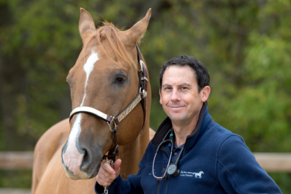 Veterinarian with a equine patient