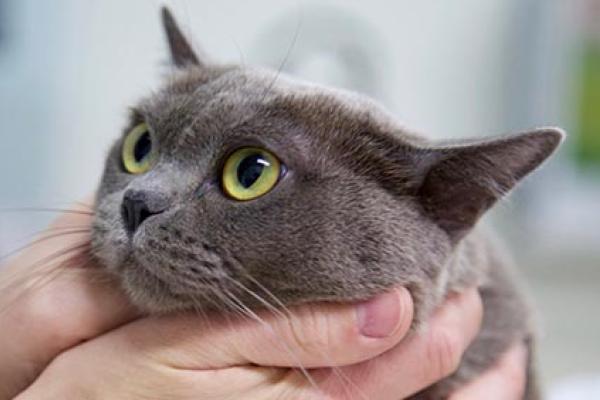 Cat's face held by a pair of hands