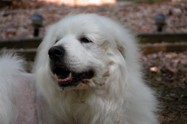 close-up of a fluffy white dog