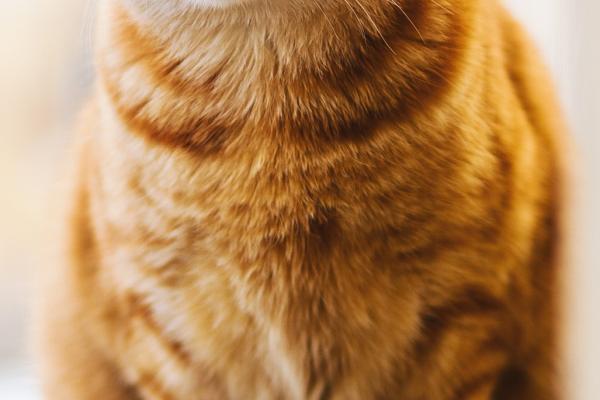 orange tabby cat sitting