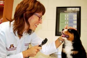 Veterinarian examines a puppy