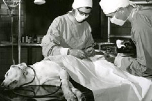 Bee Hanlon performing an operation on a dog