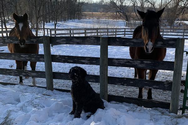 Lori Meehan&#039;s horses Maia and Breeze and her dog 