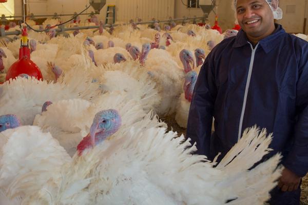 Poultry professional in a turkey facility