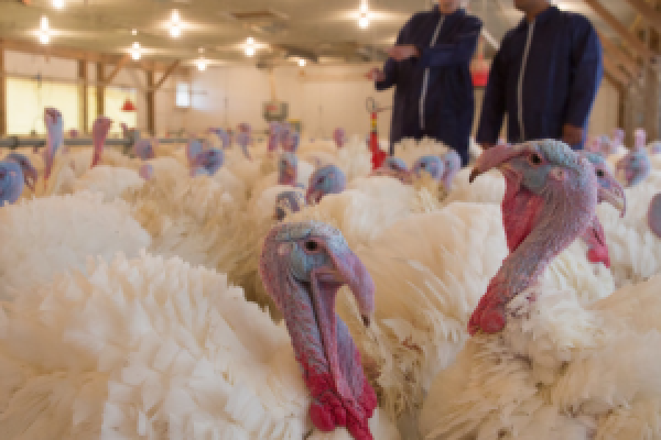 Turkeys in a poultry barn